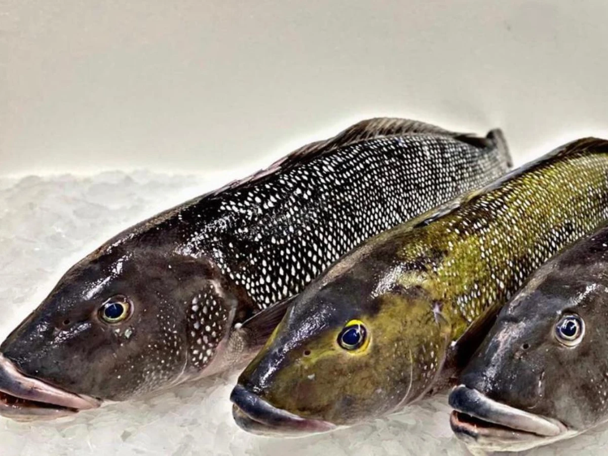 Foto do produto Frescos